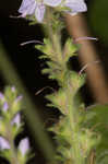 Common gypsyweed